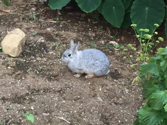 工場のうさぎ